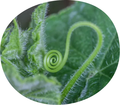 Fiddlehead image
